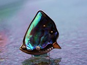 311 - BROSCHE | South Sea Dream, ES, Gold, Paua, Brillanten, Ocean Art