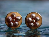 334 - OHRSCHMUCK | Pearl Flowers, ES, Gold, Gold platiniert, Perlen, Brillanten