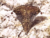 37 |  Brooch, Gold, Silver, Diamond, Rubies, Weld Etch Work, Taurus 1967 