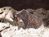 42 |  Brooch, Gold, Silver, Diamond, Weld Etch Work, Taurus 1970