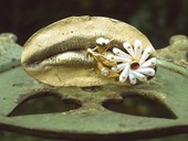 71 |  Brooch, Kiss Me, Gold, Diamond, Wing Pearls, Golden Personality, 1988