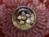 322 - PENDANT | Op Flower, SS, gold, rock crystal op stone, diamonds, Op Art